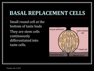 BASAL REPLACEMENT CELLS
 Small round cell at the
bottom of taste buds
 They are stem cells
continuously
differentiated into
taste cells.
Thursday, June 14, 2018
 