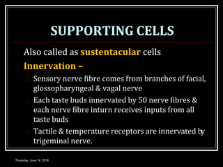 SUPPORTING CELLS
Thursday, June 14, 2018
 Also called as sustentacular cells
 Innervation –
 Sensory nerve fibre comes from branches of facial,
glossopharyngeal & vagal nerve
 Each taste buds innervated by 50 nerve fibres &
each nerve fibre inturn receives inputs from all
taste buds
 Tactile & temperature receptors are innervated by
trigeminal nerve.
 