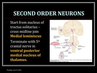SECOND ORDER NEURONS
 Start from nucleus of
tractus solitarius –
cross midline join
Medial leminiscus
 Terminate with 5th
cranial nerve in
ventral posterior
medial nucleus of
thalamus.
Thursday, June 14, 2018
 