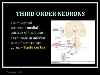 THIRD ORDER NEURONS
 From ventral
posterior medial
nucleus of thalamus
 Terminate in inferior
part of post-central
gyrus – Taste cortex.
Thursday, June 14, 2018
 