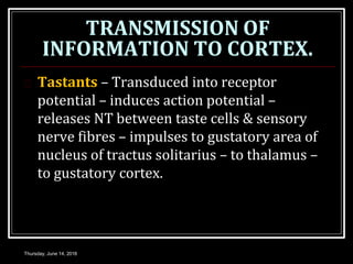 TRANSMISSION OF
INFORMATION TO CORTEX.
Thursday, June 14, 2018
 Tastants – Transduced into receptor
potential – induces action potential –
releases NT between taste cells & sensory
nerve fibres – impulses to gustatory area of
nucleus of tractus solitarius – to thalamus –
to gustatory cortex.
 