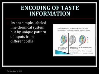 ENCODING OF TASTE
INFORMATION
 Its not simple, labeled
line chemical system
but by unique pattern
of inputs from
different cells .
Thursday, June 14, 2018
 