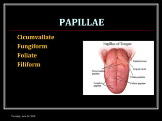 PAPILLAE
 Cicumvallate
 Fungiform
 Foliate
 Filiform
Thursday, June 14, 2018
 