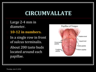 CIRCUMVALLATE
 Large 2-4 mm in
diameter.
 10-12 in numbers.
 In a single row in front
of sulcus terminalis.
 About 200 taste buds
located around each
papillae.
Thursday, June 14, 2018
 