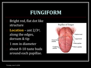 FUNGIFORM
 Bright red, flat dot like
structure
 Location – ant 2/3rd,
along the edges,
dorsum & tip
 1 mm in diameter
 about 8-10 taste buds
around each papillae.
Thursday, June 14, 2018
 