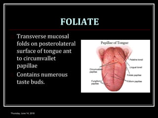 FOLIATE
 Transverse mucosal
folds on posterolateral
surface of tongue ant
to circumvallet
papillae
 Contains numerous
taste buds.
Thursday, June 14, 2018
 