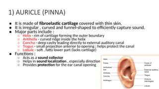 Comprehensive Study of the Human Ear: Anatomy, Physiology, and Clinical ...
