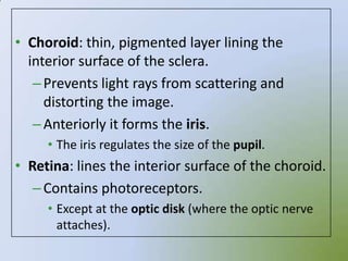 • Choroid: thin, pigmented layer lining the
  interior surface of the sclera.
   – Prevents light rays from scattering and
     distorting the image.
   – Anteriorly it forms the iris.
     • The iris regulates the size of the pupil.
• Retina: lines the interior surface of the choroid.
   – Contains photoreceptors.
     • Except at the optic disk (where the optic nerve
       attaches).
 