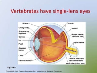 Vertebrates have single-lens eyes




  Fig. 49.9
Copyright © 2002 Pearson Education, Inc., publishing as Benjamin Cummings
 
