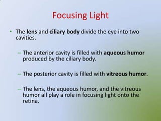 Focusing Light
• The lens and ciliary body divide the eye into two
  cavities.

   – The anterior cavity is filled with aqueous humor
     produced by the ciliary body.

   – The posterior cavity is filled with vitreous humor.

   – The lens, the aqueous humor, and the vitreous
     humor all play a role in focusing light onto the
     retina.
 