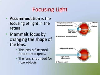 Focusing Light
• Accommodation is the
  focusing of light in the
  retina.
• Mammals focus by
  changing the shape of
  the lens.
     • The lens is flattened
       for distant objects.
     • The lens is rounded for
       near objects.
 