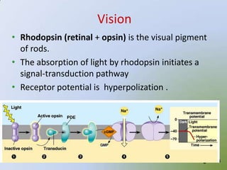 Vision
• Rhodopsin (retinal + opsin) is the visual pigment
  of rods.
• The absorption of light by rhodopsin initiates a
  signal-transduction pathway
• Receptor potential is hyperpolization .




                                                Fig. 49.13
 