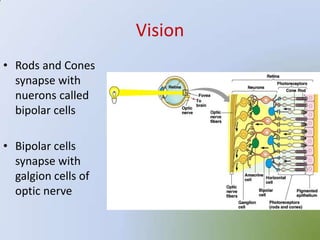 Vision
• Rods and Cones
  synapse with
  nuerons called
  bipolar cells

• Bipolar cells
  synapse with
  galgion cells of
  optic nerve
 