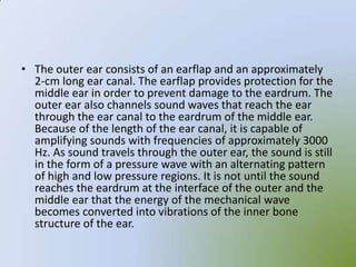• The outer ear consists of an earflap and an approximately
  2-cm long ear canal. The earflap provides protection for the
  middle ear in order to prevent damage to the eardrum. The
  outer ear also channels sound waves that reach the ear
  through the ear canal to the eardrum of the middle ear.
  Because of the length of the ear canal, it is capable of
  amplifying sounds with frequencies of approximately 3000
  Hz. As sound travels through the outer ear, the sound is still
  in the form of a pressure wave with an alternating pattern
  of high and low pressure regions. It is not until the sound
  reaches the eardrum at the interface of the outer and the
  middle ear that the energy of the mechanical wave
  becomes converted into vibrations of the inner bone
  structure of the ear.
 