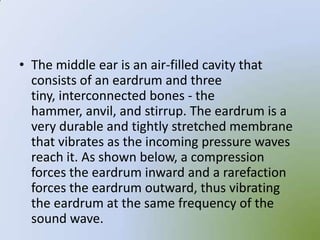 • The middle ear is an air-filled cavity that
  consists of an eardrum and three
  tiny, interconnected bones - the
  hammer, anvil, and stirrup. The eardrum is a
  very durable and tightly stretched membrane
  that vibrates as the incoming pressure waves
  reach it. As shown below, a compression
  forces the eardrum inward and a rarefaction
  forces the eardrum outward, thus vibrating
  the eardrum at the same frequency of the
  sound wave.
 