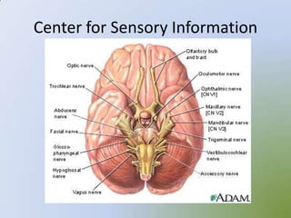 Center for Sensory Information
 
