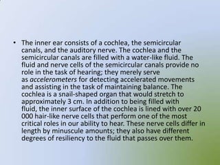 • The inner ear consists of a cochlea, the semicircular
  canals, and the auditory nerve. The cochlea and the
  semicircular canals are filled with a water-like fluid. The
  fluid and nerve cells of the semicircular canals provide no
  role in the task of hearing; they merely serve
  as accelerometers for detecting accelerated movements
  and assisting in the task of maintaining balance. The
  cochlea is a snail-shaped organ that would stretch to
  approximately 3 cm. In addition to being filled with
  fluid, the inner surface of the cochlea is lined with over 20
  000 hair-like nerve cells that perform one of the most
  critical roles in our ability to hear. These nerve cells differ in
  length by minuscule amounts; they also have different
  degrees of resiliency to the fluid that passes over them.
 