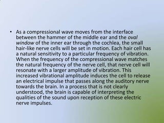 • As a compressional wave moves from the interface
  between the hammer of the middle ear and the oval
  window of the inner ear through the cochlea, the small
  hair-like nerve cells will be set in motion. Each hair cell has
  a natural sensitivity to a particular frequency of vibration.
  When the frequency of the compressional wave matches
  the natural frequency of the nerve cell, that nerve cell will
  resonate with a larger amplitude of vibration. This
  increased vibrational amplitude induces the cell to release
  an electrical impulse that passes along the auditory nerve
  towards the brain. In a process that is not clearly
  understood, the brain is capable of interpreting the
  qualities of the sound upon reception of these electric
  nerve impulses.
 