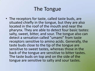 The Tongue
• The receptors for taste, called taste buds, are
  situated chiefly in the tongue, but they are also
  located in the roof of the mouth and near the
  pharynx. They are able to detect four basic tastes:
  salty, sweet, bitter, and sour. The tongue also can
  detect a sensation called "umami" from taste
  receptors sensitive to amino acids. Generally, the
  taste buds close to the tip of the tongue are
  sensitive to sweet tastes, whereas those in the
  back of the tongue are sensitive to bitter tastes.
  The taste buds on top and on the side of the
  tongue are sensitive to salty and sour tastes.
 