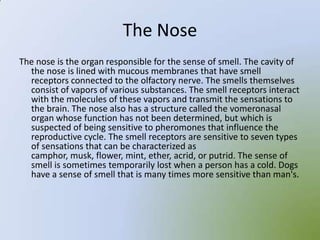 The Nose
The nose is the organ responsible for the sense of smell. The cavity of
  the nose is lined with mucous membranes that have smell
  receptors connected to the olfactory nerve. The smells themselves
  consist of vapors of various substances. The smell receptors interact
  with the molecules of these vapors and transmit the sensations to
  the brain. The nose also has a structure called the vomeronasal
  organ whose function has not been determined, but which is
  suspected of being sensitive to pheromones that influence the
  reproductive cycle. The smell receptors are sensitive to seven types
  of sensations that can be characterized as
  camphor, musk, flower, mint, ether, acrid, or putrid. The sense of
  smell is sometimes temporarily lost when a person has a cold. Dogs
  have a sense of smell that is many times more sensitive than man's.
 
