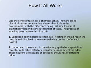 How It All Works

• Like the sense of taste, it's a chemical sense. They are called
  chemical senses because they detect chemicals in the
  environment, with the difference being that smell works at
  dramatically larger distances than that of taste. The process of
  smelling goes more or less like this:
   1. Vaporized odor molecules (chemicals) floating in the air reach the
   nostrils and dissolve in the mucus (which is on the roof of each
   nostril).
   2. Underneath the mucus, in the olfactory epithelium, specialized
   receptor cells called olfactory receptor neurons detect the odor.
   These neurons are capable of detecting thousands of different
   odors.
 