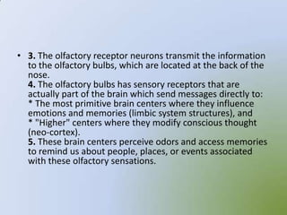 • 3. The olfactory receptor neurons transmit the information
  to the olfactory bulbs, which are located at the back of the
  nose.
  4. The olfactory bulbs has sensory receptors that are
  actually part of the brain which send messages directly to:
  * The most primitive brain centers where they influence
  emotions and memories (limbic system structures), and
  * "Higher" centers where they modify conscious thought
  (neo-cortex).
  5. These brain centers perceive odors and access memories
  to remind us about people, places, or events associated
  with these olfactory sensations.
 