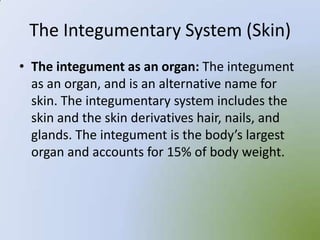 The Integumentary System (Skin)
• The integument as an organ: The integument
  as an organ, and is an alternative name for
  skin. The integumentary system includes the
  skin and the skin derivatives hair, nails, and
  glands. The integument is the body’s largest
  organ and accounts for 15% of body weight.
 
