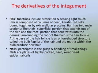 The derivatives of the integument

• Hair: functions include protection & sensing light touch.
  Hair is composed of columns of dead, keratinized cells
  bound together by extracellular proteins. Hair has two main
  sections: The shaft- superficial portion that extends out of
  the skin and the root- portion that penetrates into the
  dermis. Surrounding the root of the hair is the hair follicle.
  At the base of the hair follicle is an onion-shaped structure
  called the bulb Papilla of the hair and the matrix within the
  bulb produce new hair.
• Nails: participate in the grasp & handling of small things.
  Nails are plates of tightly packed, hard, keratinized
  epidermal cells.
 