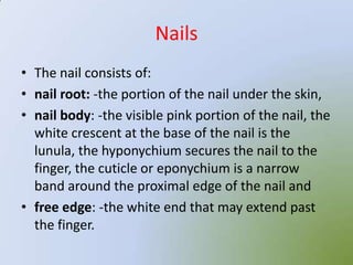 Nails
• The nail consists of:
• nail root: -the portion of the nail under the skin,
• nail body: -the visible pink portion of the nail, the
  white crescent at the base of the nail is the
  lunula, the hyponychium secures the nail to the
  finger, the cuticle or eponychium is a narrow
  band around the proximal edge of the nail and
• free edge: -the white end that may extend past
  the finger.
 