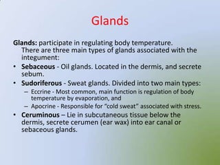 Glands
Glands: participate in regulating body temperature.
  There are three main types of glands associated with the
  integument:
• Sebaceous - Oil glands. Located in the dermis, and secrete
  sebum.
• Sudoriferous - Sweat glands. Divided into two main types:
   – Eccrine - Most common, main function is regulation of body
     temperature by evaporation, and
   – Apocrine - Responsible for “cold sweat” associated with stress.
• Ceruminous – Lie in subcutaneous tissue below the
  dermis, secrete cerumen (ear wax) into ear canal or
  sebaceous glands.
 
