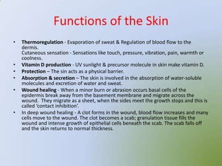 Functions of the Skin
•   Thermoregulation - Evaporation of sweat & Regulation of blood flow to the
    dermis.
    Cutaneous sensation - Sensations like touch, pressure, vibration, pain, warmth or
    coolness.
•   Vitamin D production - UV sunlight & precursor molecule in skin make vitamin D.
•   Protection – The sin acts as a physical barrier.
•   Absorption & secretion – The skin is involved in the absorption of water-soluble
    molecules and excretion of water and sweat.
•   Wound healing - When a minor burn or abrasion occurs basal cells of the
    epidermis break away from the basement membrane and migrate across the
    wound. They migrate as a sheet, when the sides meet the growth stops and this is
    called ‘contact inhibition’.
•   In deep wound healing - A clot forms in the wound, blood flow increases and many
    cells move to the wound. The clot becomes a scab; granulation tissue fills the
    wound and intense growth of epithelial cells beneath the scab. The scab falls off
    and the skin returns to normal thickness.
 