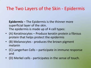 The Two Layers of the Skin - Epidermis

    Epidermis – The Epidermis is the thinner more
    superficial layer of the skin.
    The epidermis is made up of 4 cell types:
•   (A) Keratinocytes – Produce keratin protein a fibrous
    protein that helps protect the epidermis
•   (B) Melanocytes - produces the brown pigment
    melanin
•   (C) Langerhan Cells – participate in immune response
    and
•   (D) Merkel cells - participates in the sense of touch.
 
