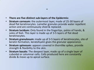 -
• There are five distinct sub-layers of the Epidermis:
• Stratum corneum: the outermost layer, made of 25-30 layers of
  dead flat keratinocytes. Lamellar granules provide water repellent
  action and are continuously shed & replaced.
• Stratum lucidum: Only found in the fingertips, palms of hands, &
  soles of feet. This layer is made up of 3-5 layers of flat dead
  keratinocytes.
• Stratum granulosum: made up of 3-5 layers of keratinocytes, site of
  keratin formation, keratohyalin gives the granular appearance.
• Stratum spinosum: appears covered in thornlike spikes, provide
  strength & flexibility to the skin.
• Stratum basale: The deepest layer, made up of a single layer of
  cuboidal or columnar cells. Cells produced here are constantly
  divide & move up to apical surface.
 