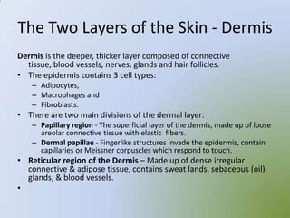 The Two Layers of the Skin - Dermis
Dermis is the deeper, thicker layer composed of connective
  tissue, blood vessels, nerves, glands and hair follicles.
• The epidermis contains 3 cell types:
    – Adipocytes,
    – Macrophages and
    – Fibroblasts.
• There are two main divisions of the dermal layer:
    – Papillary region - The superficial layer of the dermis, made up of loose
      areolar connective tissue with elastic fibers.
    – Dermal papillae - Fingerlike structures invade the epidermis, contain
      capillaries or Meissner corpuscles which respond to touch.
• Reticular region of the Dermis – Made up of dense irregular
  connective & adipose tissue, contains sweat lands, sebaceous (oil)
  glands, & blood vessels.
•
 