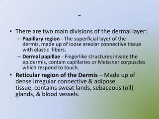 -
• There are two main divisions of the dermal layer:
  – Papillary region - The superficial layer of the
    dermis, made up of loose areolar connective tissue
    with elastic fibers.
  – Dermal papillae - Fingerlike structures invade the
    epidermis, contain capillaries or Meissner corpuscles
    which respond to touch.
• Reticular region of the Dermis – Made up of
  dense irregular connective & adipose
  tissue, contains sweat lands, sebaceous (oil)
  glands, & blood vessels.
 