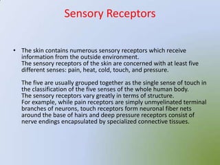 Sensory Receptors

• The skin contains numerous sensory receptors which receive
  information from the outside environment.
  The sensory receptors of the skin are concerned with at least five
  different senses: pain, heat, cold, touch, and pressure.
   The five are usually grouped together as the single sense of touch in
   the classification of the five senses of the whole human body.
   The sensory receptors vary greatly in terms of structure.
   For example, while pain receptors are simply unmyelinated terminal
   branches of neurons, touch receptors form neuronal fiber nets
   around the base of hairs and deep pressure receptors consist of
   nerve endings encapsulated by specialized connective tissues.
 