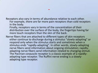 -
Receptors also vary in terms of abundance relative to each other.
  For example, there are far more pain receptors than cold receptors
  in the body.
  Finally, receptors vary in terms of the concentration of their
  distribution over the surface of the body, the fingertips having far
  more touch receptors than the skin of the back.
Nerve fibers that are attached to different types of skin receptors
  either continue to discharge during a stimulus "slowly-adapting" or
  respond only when the stimulus starts and sometimes when a
  stimulus ends "rapidly-adapting". In other words, slowly-adapting
  nerve fibers send information about ongoing stimulation; rapidly-
  adapting nerve fibers send information related to changing stimuli.
  The Pacinian corpuscle receptor is a classic example of a rapidly-
  adapting type receptor. The Ruffini nerve ending is a slowly-
  adapting type receptor.
 