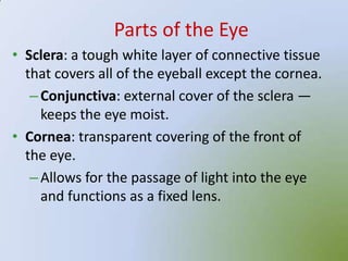 Parts of the Eye
• Sclera: a tough white layer of connective tissue
  that covers all of the eyeball except the cornea.
   – Conjunctiva: external cover of the sclera —
     keeps the eye moist.
• Cornea: transparent covering of the front of
  the eye.
   – Allows for the passage of light into the eye
     and functions as a fixed lens.
 