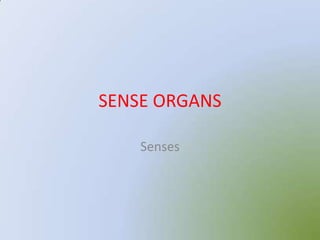 SENSE ORGANS

    Senses
 