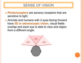 SENSE OF VISION
 Photoreceptors are sensory receptors that are
sensitive to light.
 Animals and humans with 2 eyes facing forward
have 3D or stereoscopic vision, visual fields
overlap and each eye is able to view and object
from a different angle.
 