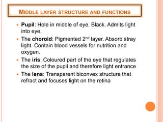 MIDDLE LAYER STRUCTURE AND FUNCTIONS
 Pupil: Hole in middle of eye. Black. Admits light
into eye.
 The choroid: Pigmented 2nd layer. Absorb stray
light. Contain blood vessels for nutrition and
oxygen.
 The iris: Coloured part of the eye that regulates
the size of the pupil and therefore light entrance
 The lens: Transparent biconvex structure that
refract and focuses light on the retina
 