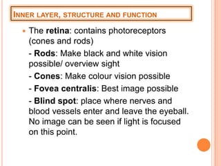 INNER LAYER, STRUCTURE AND FUNCTION
 The retina: contains photoreceptors
(cones and rods)
- Rods: Make black and white vision
possible/ overview sight
- Cones: Make colour vision possible
- Fovea centralis: Best image possible
- Blind spot: place where nerves and
blood vessels enter and leave the eyeball.
No image can be seen if light is focused
on this point.
 