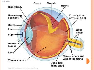 Fig. 50-18
Optic
nerve
Fovea (center
of visual field)
Lens
Vitreous humor
Optic disk
(blind spot)
Central artery and
vein of the retina
Iris
Retina
ChoroidSclera
Ciliary body
Suspensory
ligament
Cornea
Pupil
Aqueous
humor
 