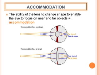 ACCOMMODATION
 The ability of the lens to change shape to enable
the eye to focus on near and far objects.=
accommodation
 