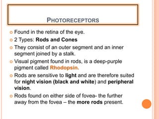 PHOTORECEPTORS
 Found in the retina of the eye.
 2 Types: Rods and Cones
 They consist of an outer segment and an inner
segment joined by a stalk.
 Visual pigment found in rods, is a deep-purple
pigment called Rhodopsin.
 Rods are sensitive to light and are therefore suited
for night vision (black and white) and peripheral
vision.
 Rods found on either side of fovea- the further
away from the fovea – the more rods present.
 