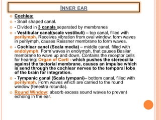 INNER EAR
 Cochlea:
 - Snail shaped canal.
 - Divided in 3 canals separated by membranes
 - Vestibular canal(scale vestibuli) – top canal, filled with
perilymph. Receives vibration from oval window, form waves
in perilymph, causes Reissner membrane to form waves.
 - Cochlear canel (Scala media) – middle canel, filled with
endolymph. Form waves in enolymph, that causes Basilar
membrane to wave up and down. Contains the receptor cells
for hearing: Organ of Corti - which pushes the stereocilia
against the tectorial membrane, causes an impulse which
is send through the cochlear nerves to the temporal lobe
of the brain for integration.
 - Tympanic canal (Scala tympani)– bottom canal, filled with
perilymph. Form waves which are carried to the round
window (fenestra rotunda).
 Round Window: absorb excess sound waves to prevent
echoing in the ear.
 