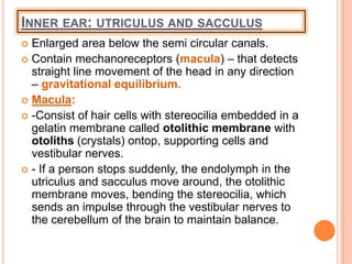 INNER EAR: UTRICULUS AND SACCULUS
 Enlarged area below the semi circular canals.
 Contain mechanoreceptors (macula) – that detects
straight line movement of the head in any direction
– gravitational equilibrium.
 Macula:
 -Consist of hair cells with stereocilia embedded in a
gelatin membrane called otolithic membrane with
otoliths (crystals) ontop, supporting cells and
vestibular nerves.
 - If a person stops suddenly, the endolymph in the
utriculus and sacculus move around, the otolithic
membrane moves, bending the stereocilia, which
sends an impulse through the vestibular nerves to
the cerebellum of the brain to maintain balance.
 