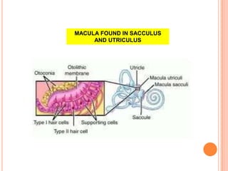 MACULA FOUND IN SACCULUS
AND UTRICULUS
 