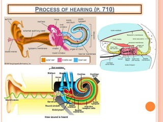 PROCESS OF HEARING (P. 710)
 