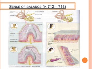 SENSE OF BALANCE (P. 712 – 713)
 